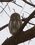 Pearl-spotted owlet, Tarangire